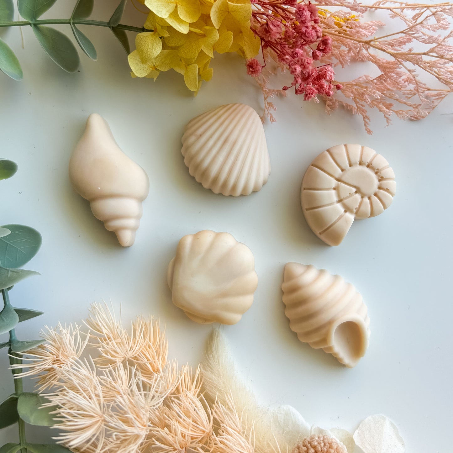 Set of 5 Natural Shells